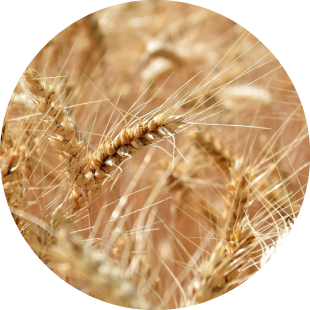 AZOPLON