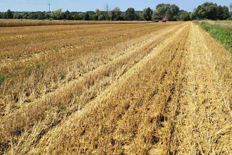 Słoma po żniwach