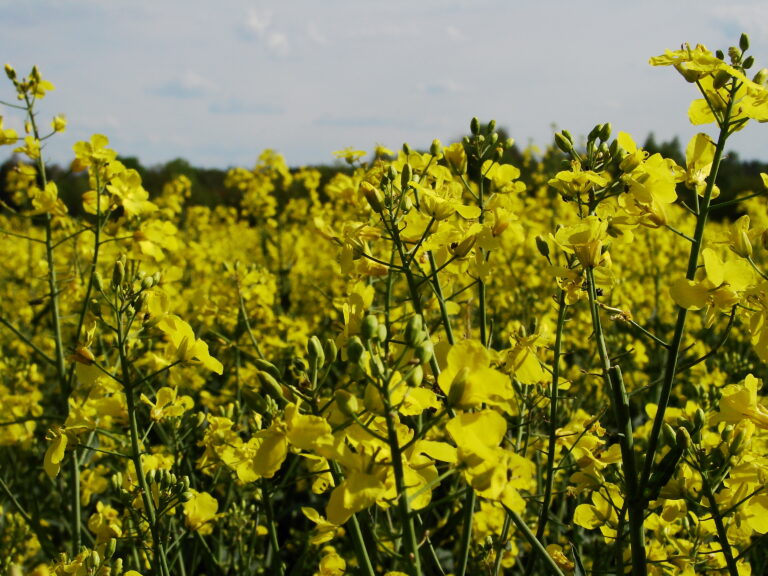 Kwitnący rzepak (Brassica napus)